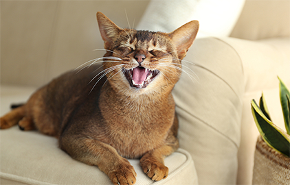 【獣医師監修】猫は虫歯になるの？実は治療費が高額な歯周病