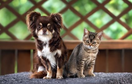 ペット保険は何歳までに加入が必要？　犬・猫 請求件数の多い病気