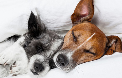 いびき、寝相、睡眠時間…犬の睡眠からわかる健康状態や気持ち