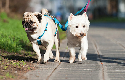 小型犬に散歩は必要？適切な回数や距離、注意点を解説