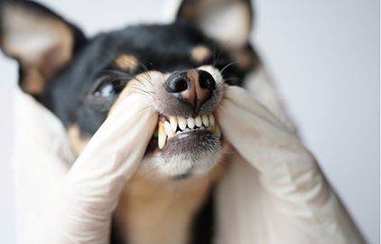 犬の歯周病対策｜歯石・歯垢の取り方と予防方法を紹介