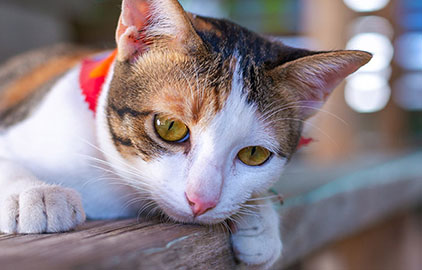 【獣医師監修】猫のリンパ腫｜発症しやすい猫　症状や原因・予防法とは