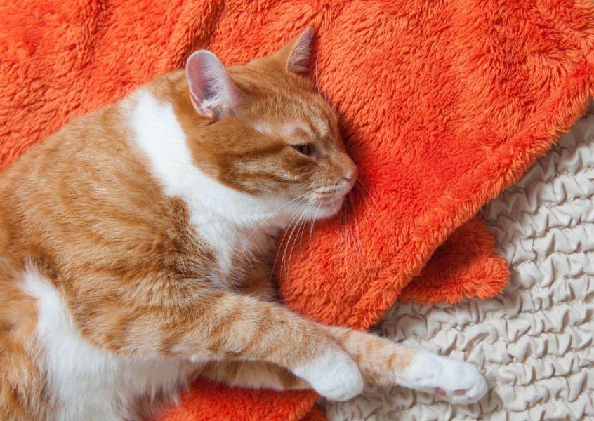 乳腺腫瘤ってなに？