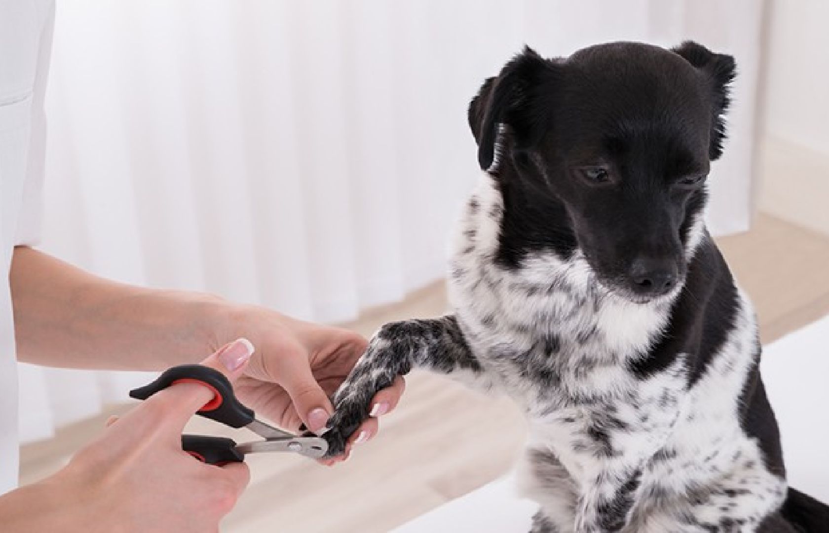 獣医師が教える！犬の爪切りの方法とコツ！嫌がる犬への対処法も解説