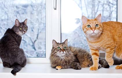 2021年人気猫種ランキングを発表！どの品種が人気なの？