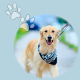 獣医師監修 小型犬に散歩は必要 適切な回数や距離 注意点を解説 いぬと暮らす ねこと暮らす パナソニック保険サービス株式会社 Panasonic