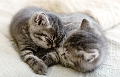 猫は何時間寝る？寝姿でわかる安心度と、快適なベッドの選び方