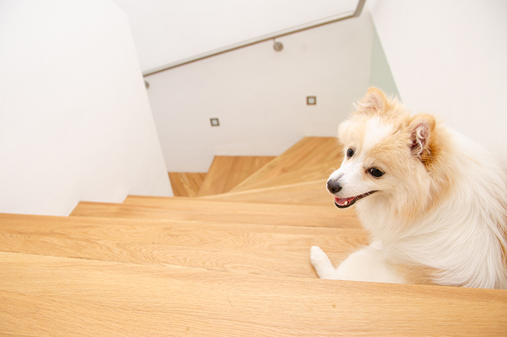 室内飼いの犬が増えましたが、家の中は犬にとって危険が多く隠れています。