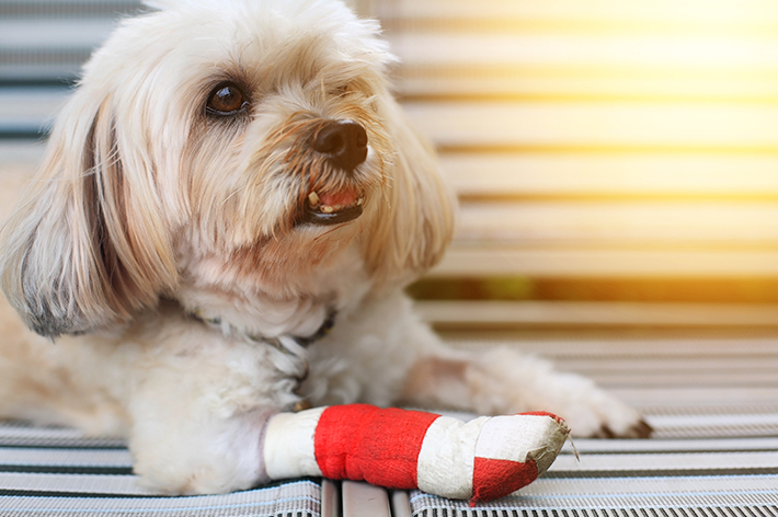 犬の骨折｜症状や応急処置、治療費について徹底解説