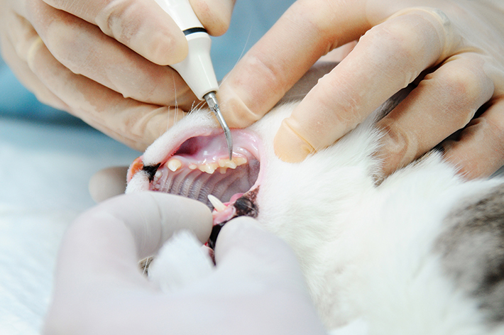 猫は動いてしまうので、歯垢・歯石の除去は全身麻酔が必要となります。