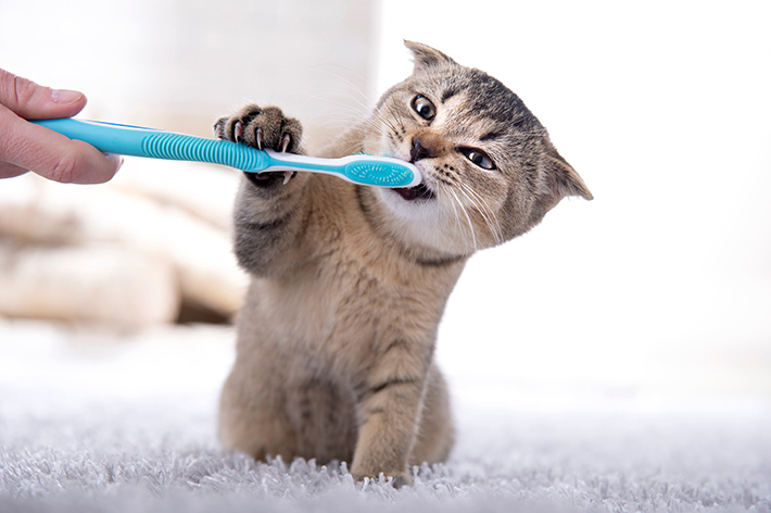 子猫の場合であっても、いきなり口に歯ブラシを入れるのではなく、口の周りから慣れさせていきましょう。