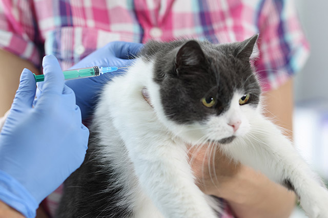 猫免疫不全ウイルス(FIV：猫エイズ)の感染