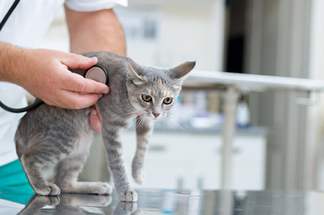 猫のリンパ腫治療には主に抗がん剤治療が用いられる