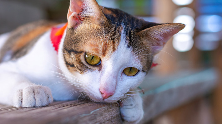 【獣医師監修】猫のリンパ腫｜発症しやすい猫 症状や原因・予防法とは？