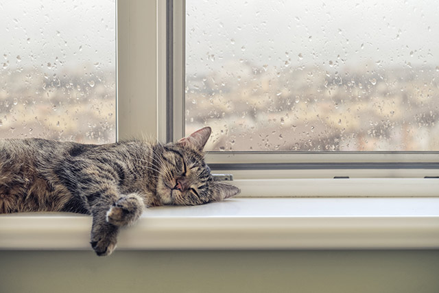 獲物が少ない雨の日は狩りをしても無駄が多いため、ゆっくり休んでエネルギーを節約します。のんびりしているように見えて、効率をしっかり計算する猫の賢さが垣間見えます。