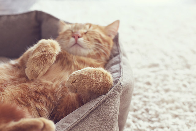 猫のベッドは“猫自身に決めてもらう”のが正解です。くつろげる場所はその時によって変わるため、気分にあわせて移動してあげましょう。