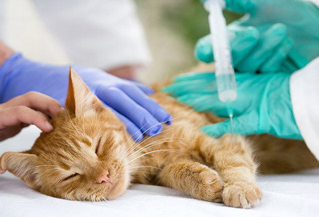 獣医師は愛猫の健康について一緒に考えてくれる大切なパートナーでもあります。気軽に相談できる動物病院を探しましょう。。