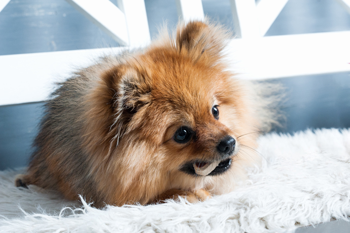 寒い冬でも大丈夫 室内犬のベストな寒さ対策とは ペットの保険のコラム パナソニック保険サービス株式会社 Panasonic
