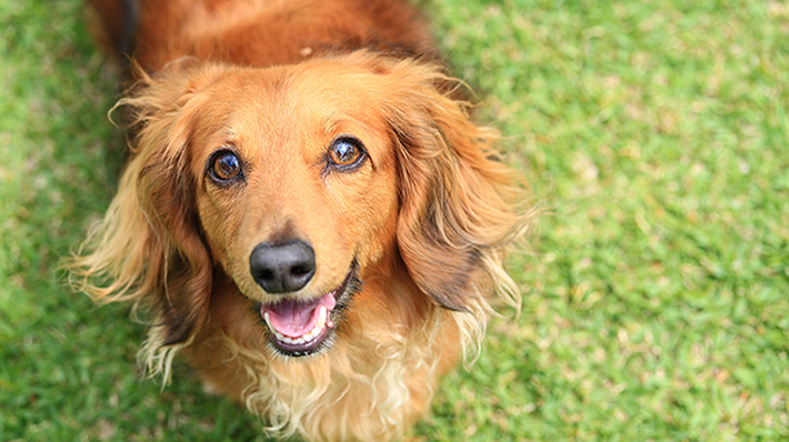 愛犬のケアは大丈夫 自宅でできる犬の耳掃除のポイント ペットの保険のコラム パナソニック保険サービス株式会社 Panasonic