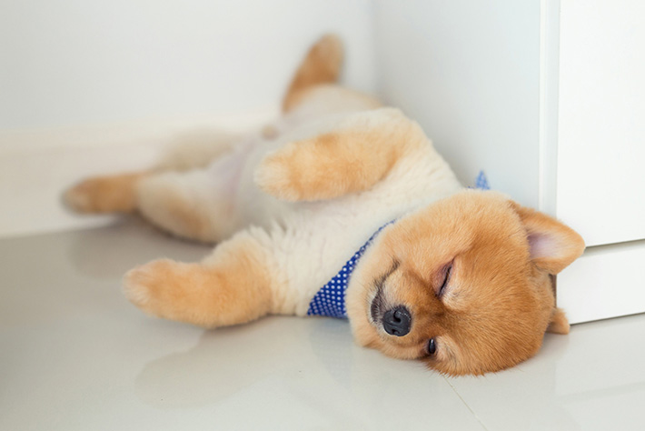 いびき 寝相 睡眠時間 犬の睡眠からわかる健康状態や気持ち いぬと暮らす ねこと暮らす ペット保険 お役立ち情報 パナソニック保険サービス株式会社 Panasonic