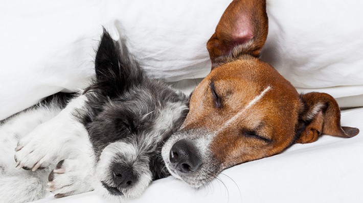 いびき 寝相 睡眠時間 犬の睡眠からわかる健康状態や気持ち いぬと暮らす ねこと暮らす パナソニック保険サービス株式会社 Panasonic