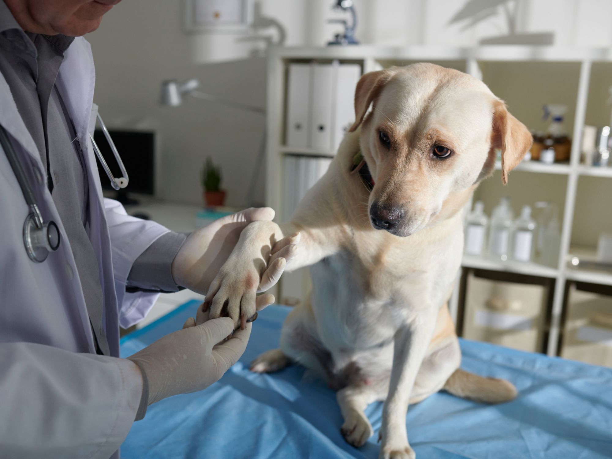 犬と人が仲良く暮らすために、必要な配慮があります