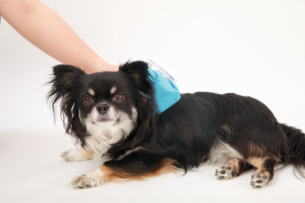 ペットの保険のコラム 【飼い主の皆さん気をつけて！】熱中症を予防しよう！