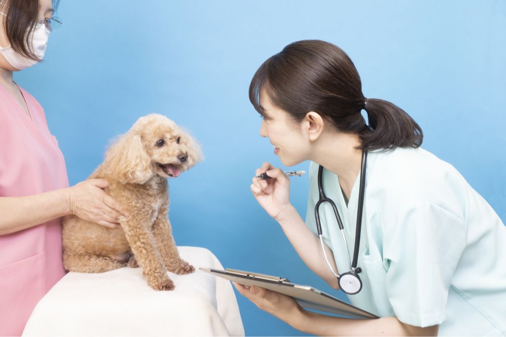 ペットの保険のコラム 膝蓋骨脱臼ってなに？