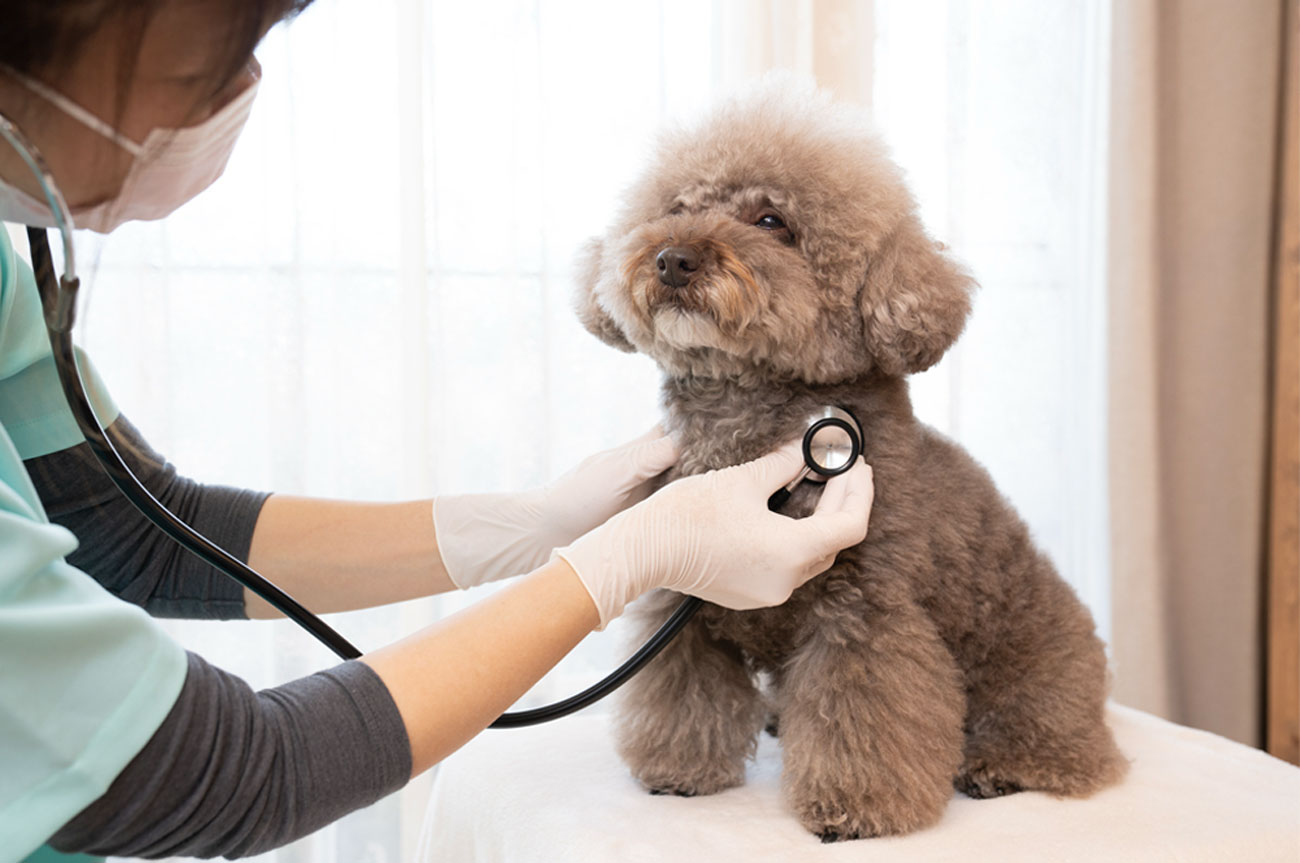 膵炎ってなに？