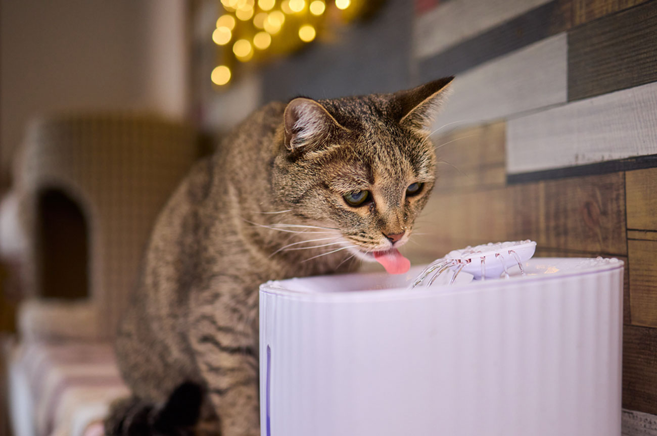 膵炎ってなに？