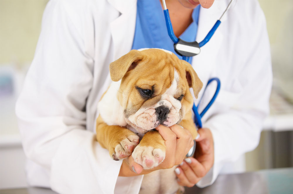 ペットの保険のコラム ケンネルコフってなに？