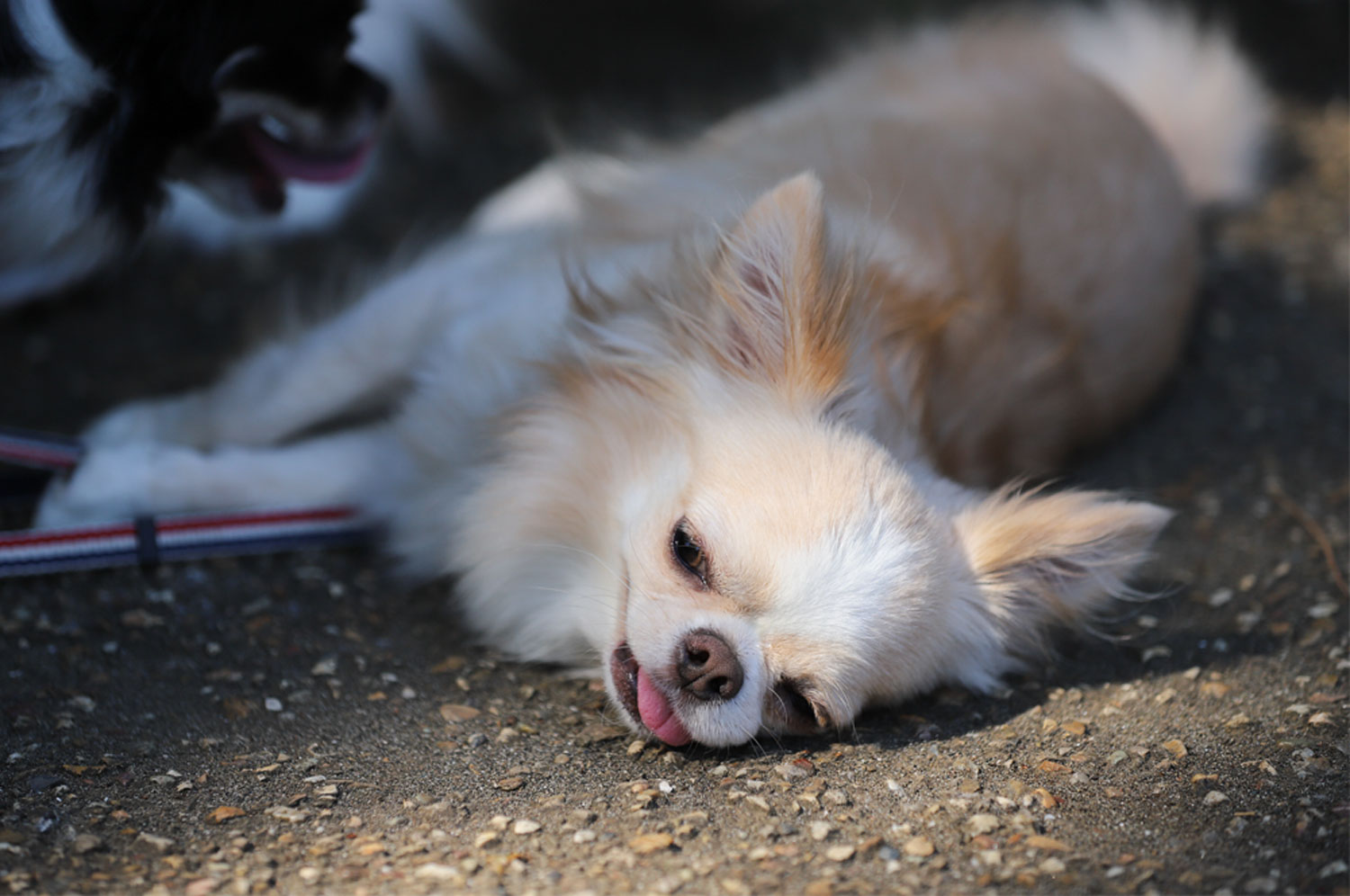 ペットの保険のコラム 前庭疾患ってなに？