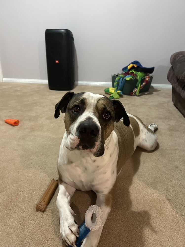 画像：家で一緒に遊んでるゼウス