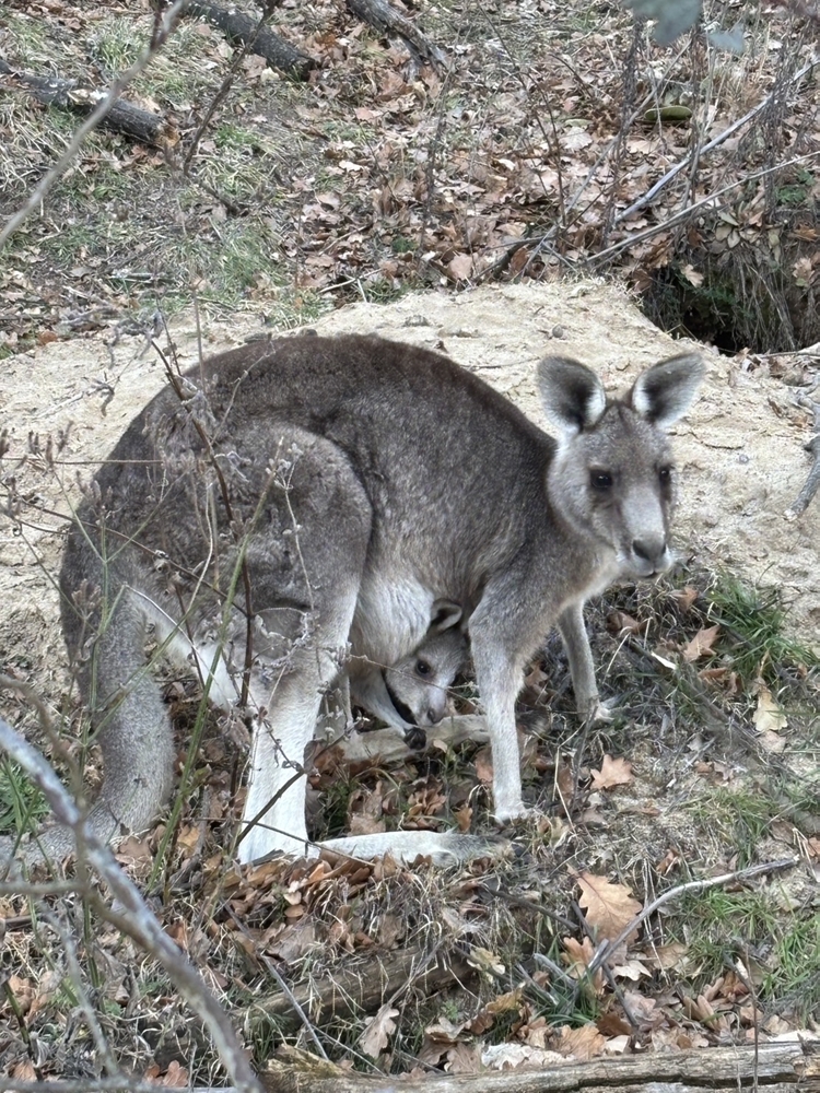 公園で親子カンガルー発見