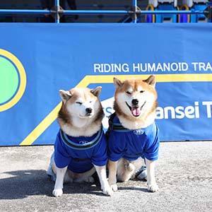 ユニフォームを着て嬉しそうな二匹の犬